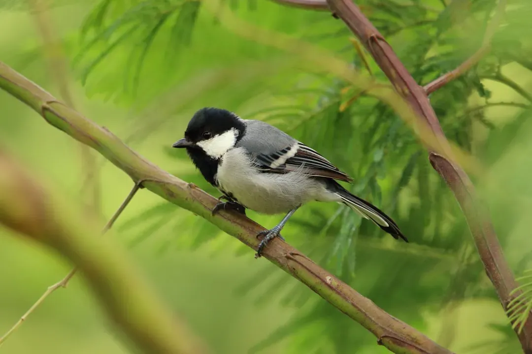 Why This Matters for Conservation and Everyday Life (Image Credits: Unsplash)