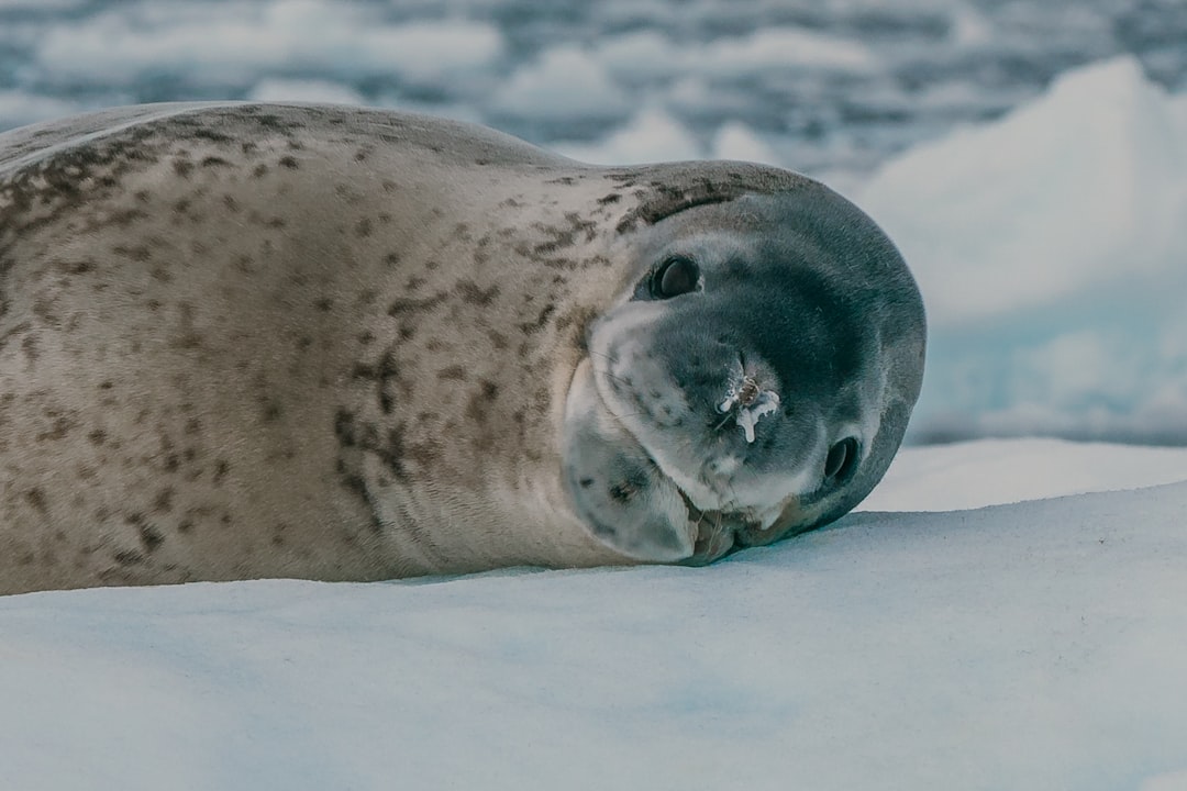 The Surprising Intelligence of Seals (Image Credits: Unsplash)
