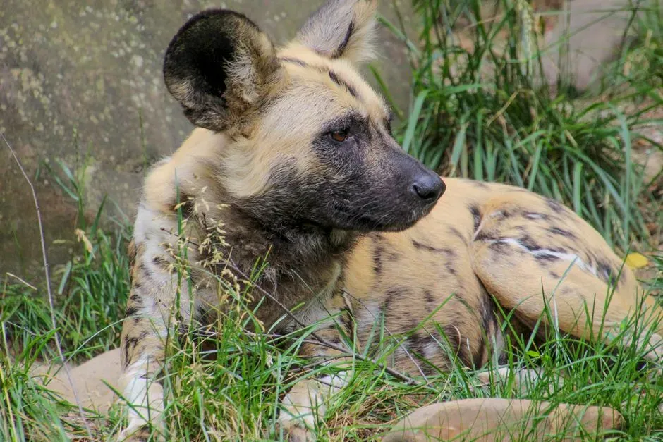 8. African Wild Dog (Image Credits: Pexels)