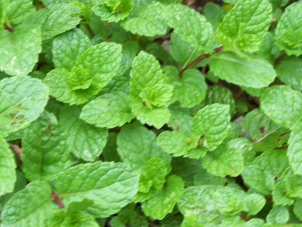 #4 Mint (Andr&eacute;ia, Flickr, CC BY 2.0)