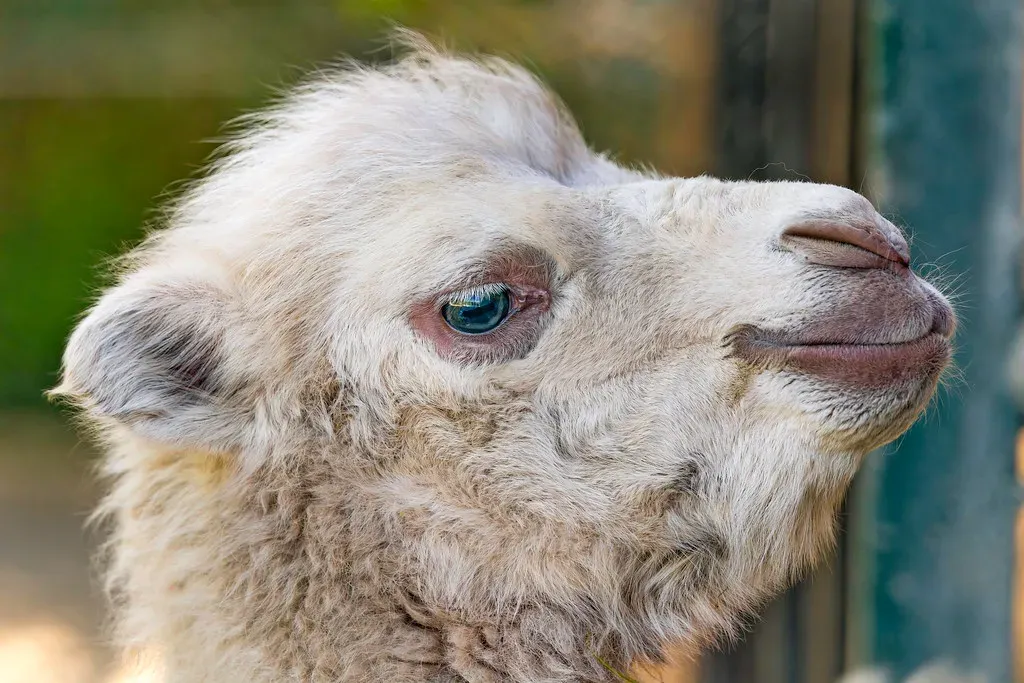 White Camel (Image Credits: Flickr)