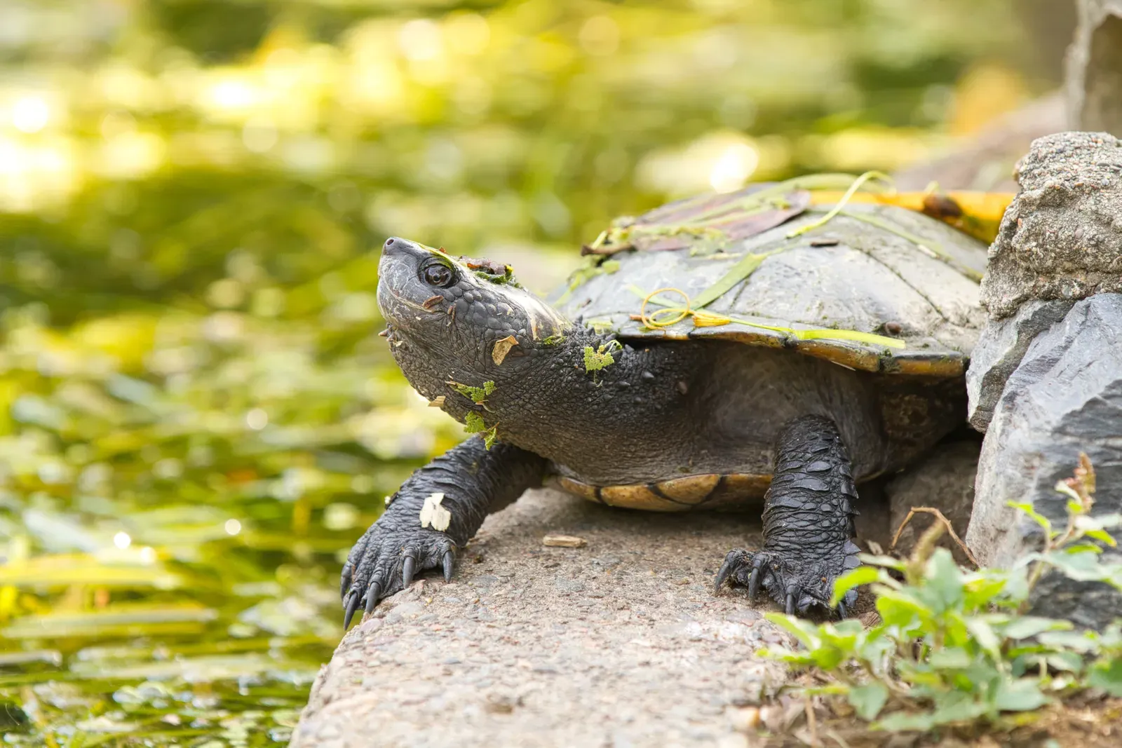 The Mary River Turtle: Nature's Green-Haired Rebel (Image Credits: Wikimedia)
