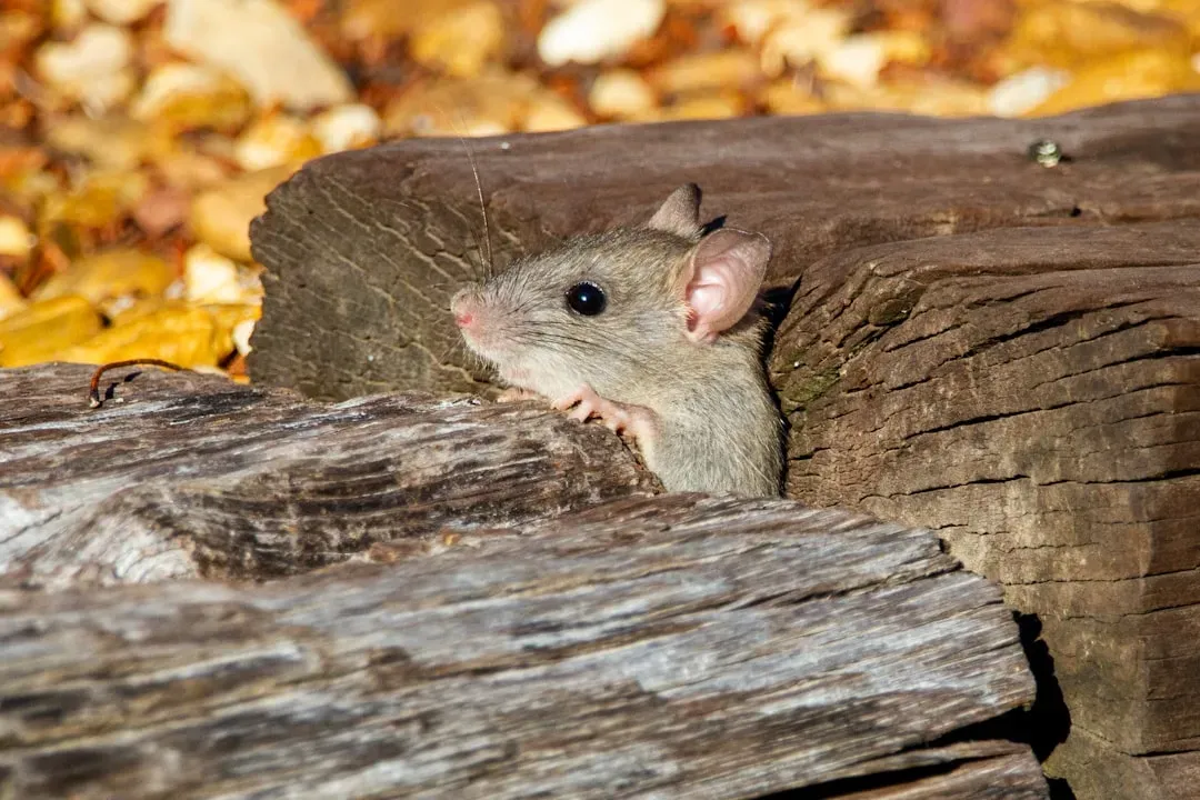 1. Scratching or Scurrying in the Walls (Image Credits: Unsplash)