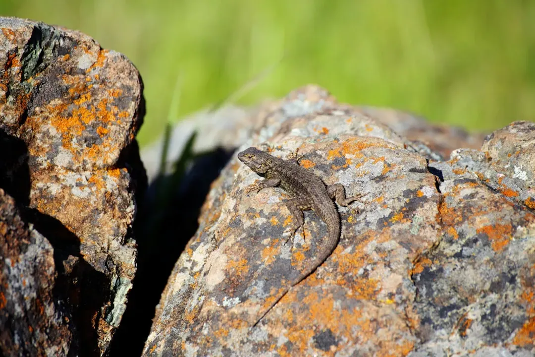 5. California - The Western Outlier With Remarkable Homegrown Species (Image Credits: Unsplash)