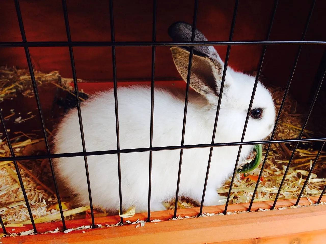#9 &ndash; Obsessively Tidy in a Tiny Cage (Image Credits: Pixabay)