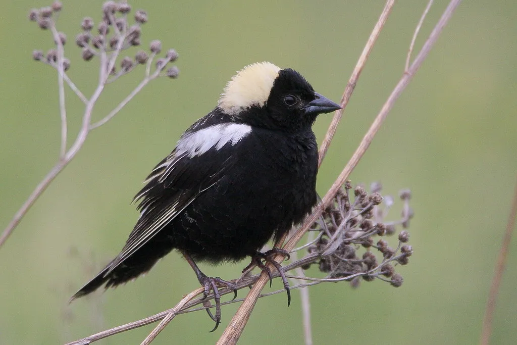#4 - Bobolinks Have All But Vanished From Hay Meadows (Scott Heron, Flickr, CC BY-SA 2.0)