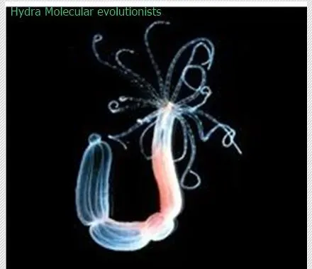 Hydra: The Ageless Regenerator (tonynetone, Flickr, CC BY 2.0)