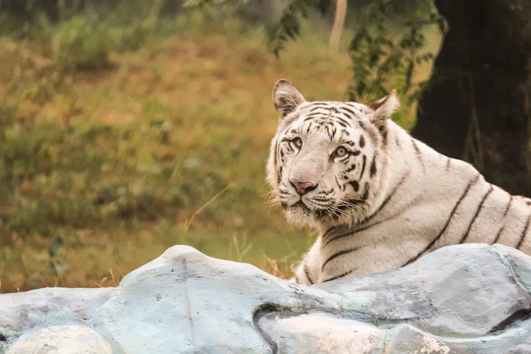 What This Means for How We View and Treat Tigers (Image Credits: Unsplash)