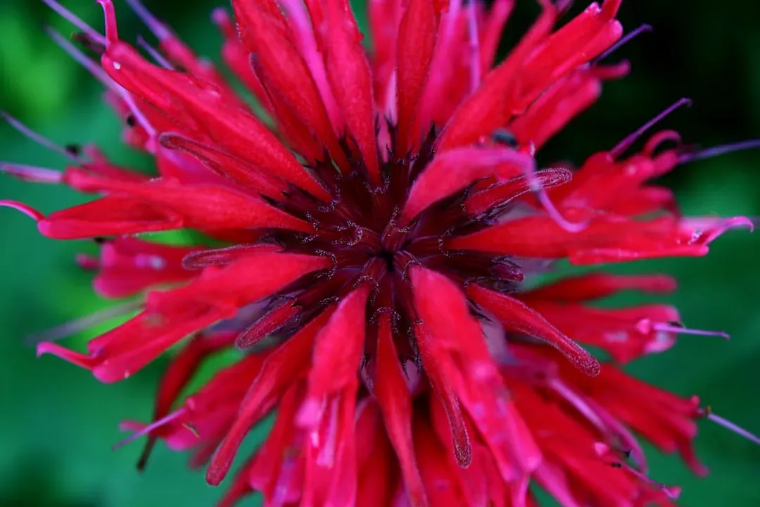 Bee Balm (Monarda didyma) (Image Credits: Unsplash)