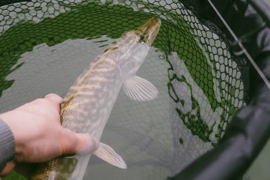 Northern Pike (Image Credits: Pexels)