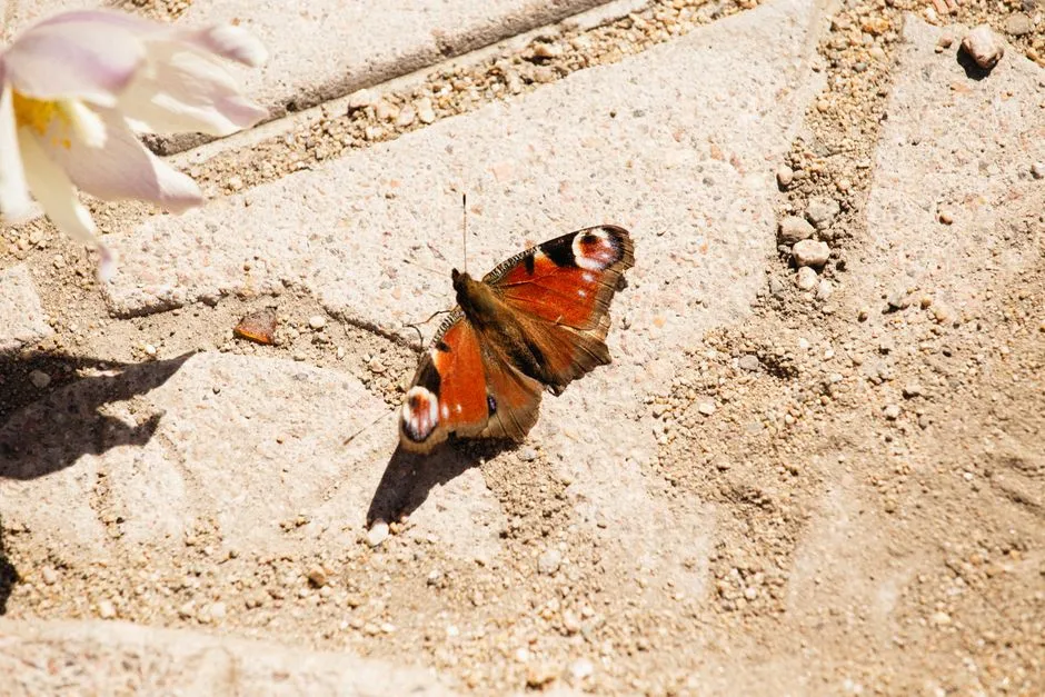 9. Set Out Flat Stones for Basking Butterflies (Image Credits: Pexels)