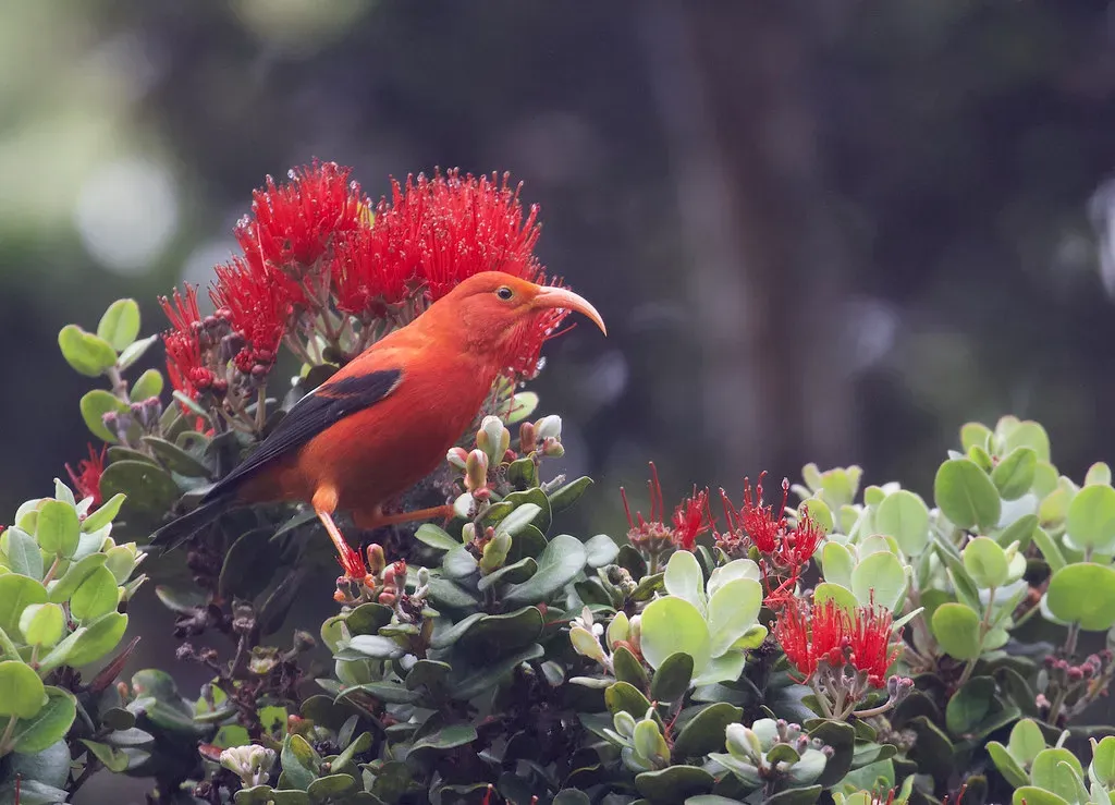 7. 'I'iwi - The Scarlet Honeycreeper (Gregory "Slobirdr" Smith, Flickr, CC BY-SA 2.0)