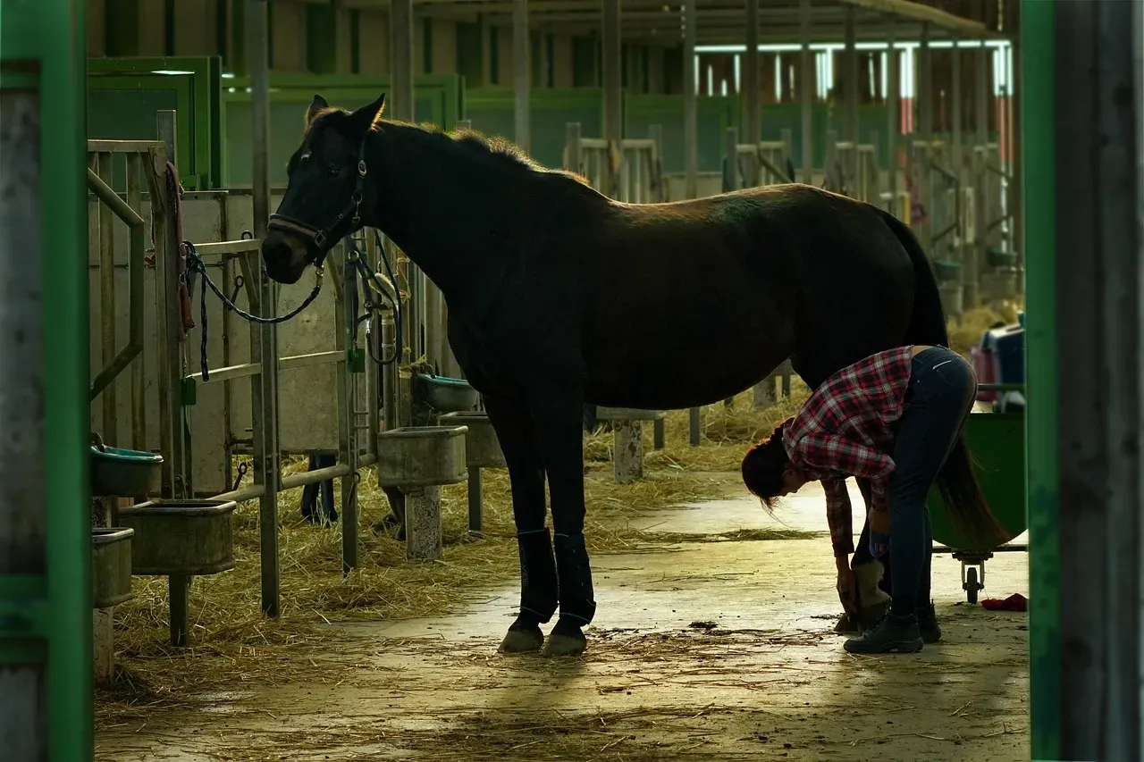 Skipping Regular Hoof Care (Image Credits: Pixabay)