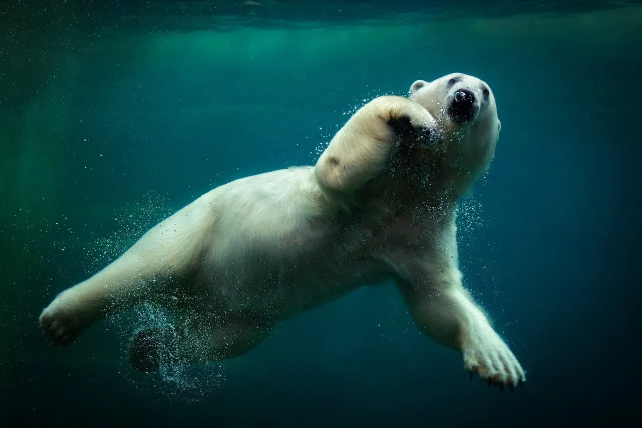 How Far Is &ldquo;Far&rdquo; When You&rsquo;re Following a Scent on Ice? (Image Credits: Pixabay)