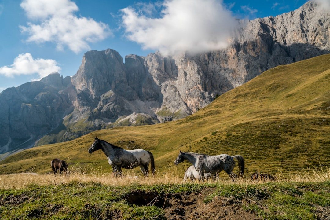 Conclusion: Freedom on Four Hooves (Image Credits: Unsplash)