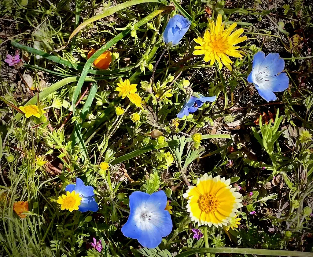 Plant Native Species That Actually Belong There (Pete Tillman, Flickr, CC BY-SA 2.0)