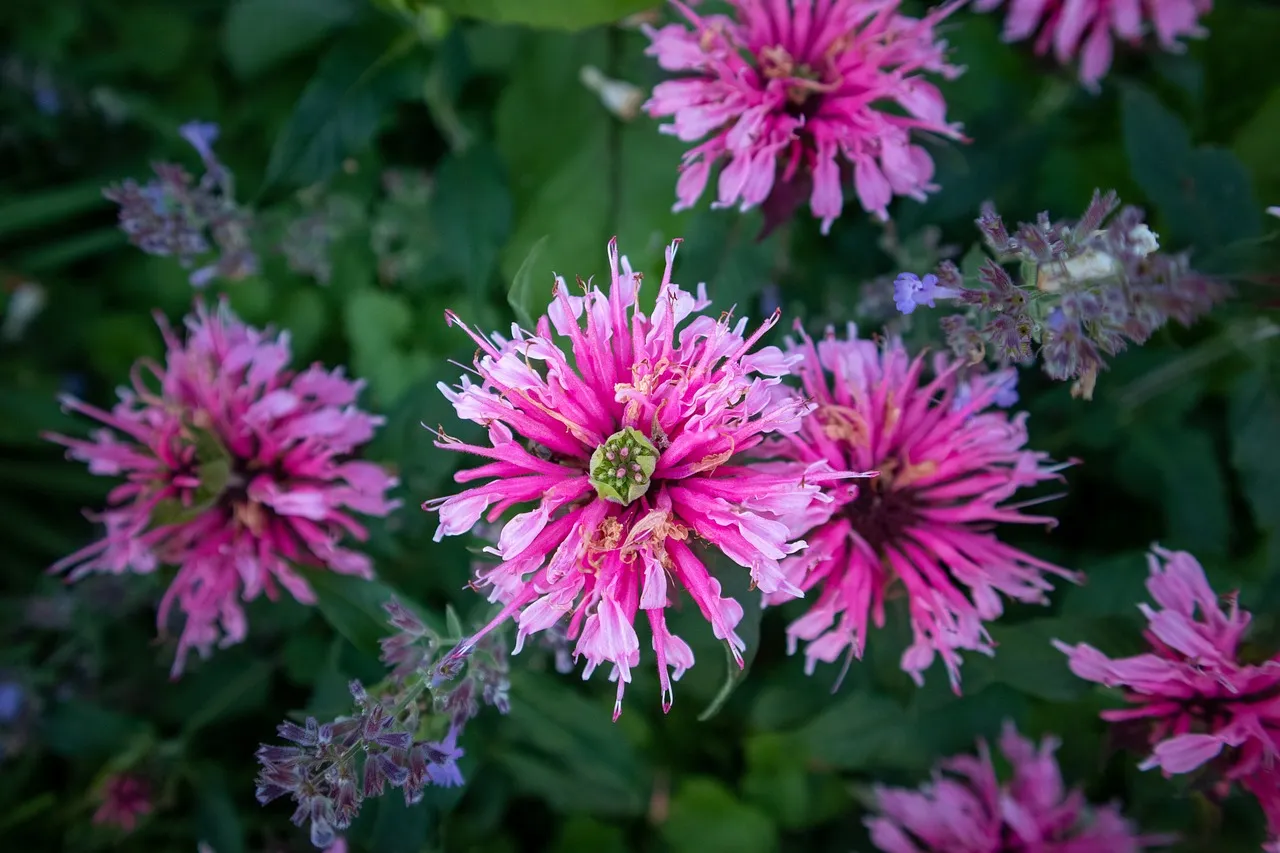 7. Bee Balm: The Fragrant Bloomer Deer Won't Touch (Image Credits: Pixabay)