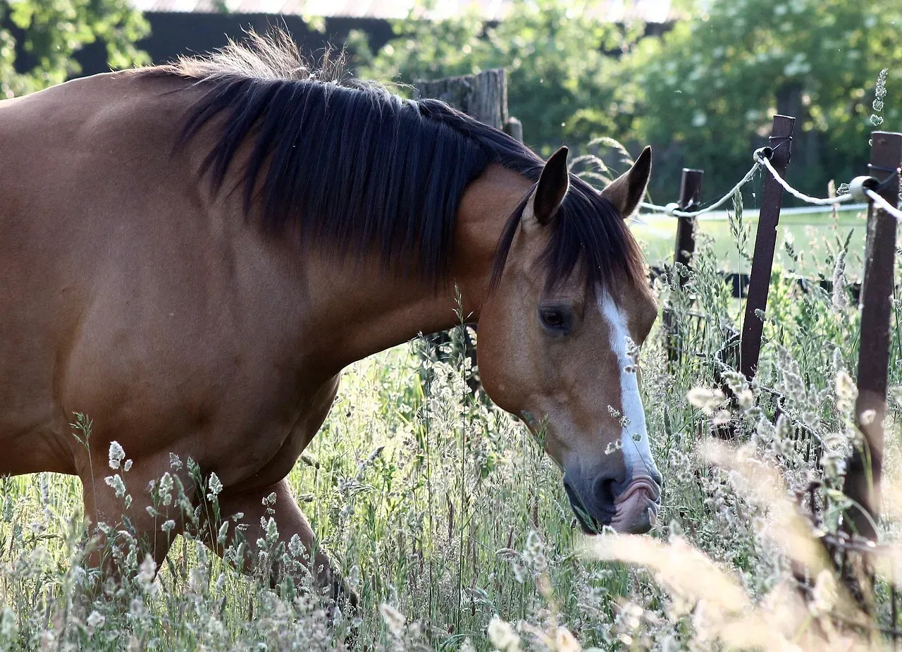Taurus: The Reliable Quarter Horse (Image Credits: Pixabay)