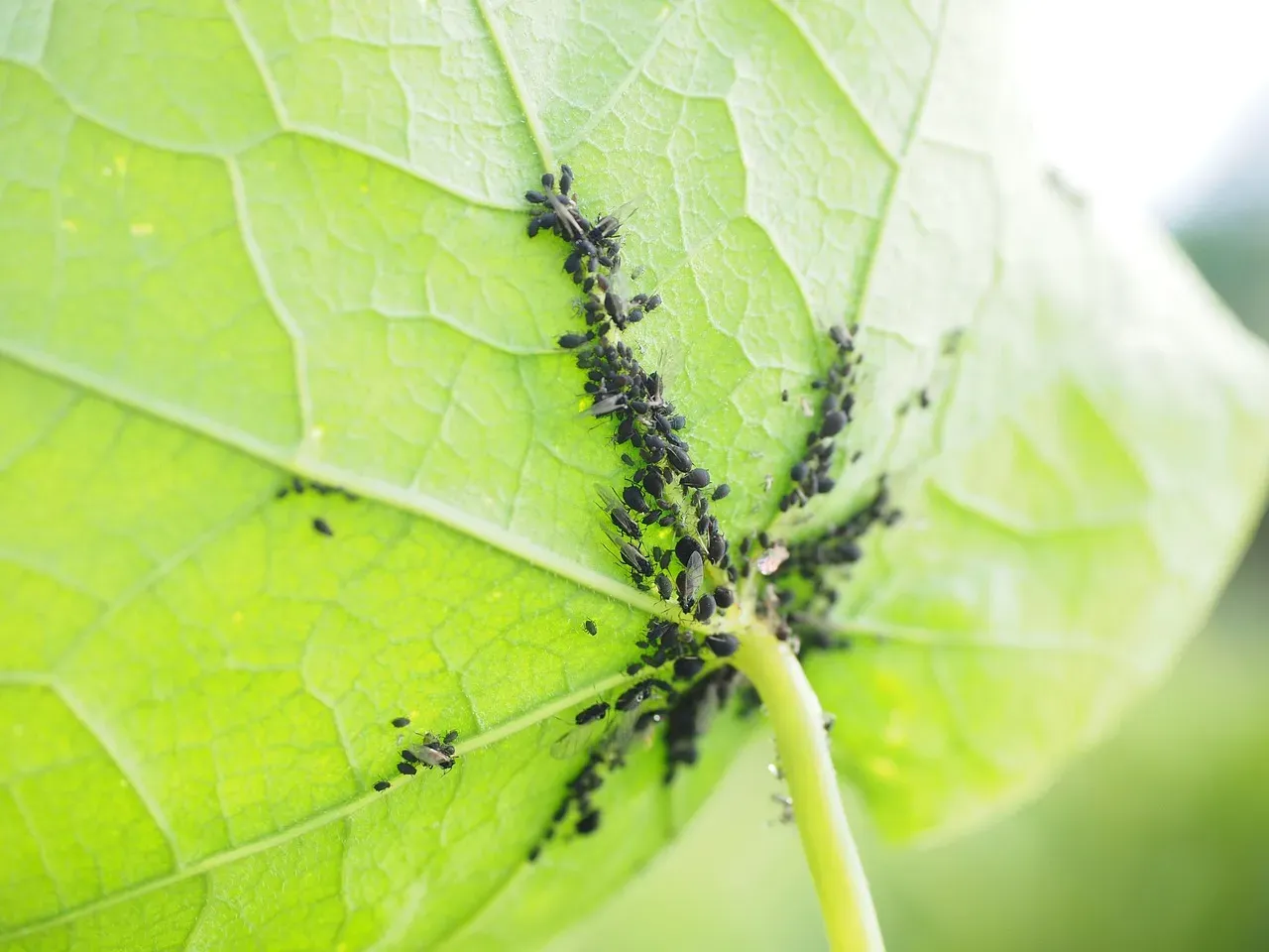 Ignoring Pests Until the Damage Becomes Obvious (Image Credits: Pixabay)