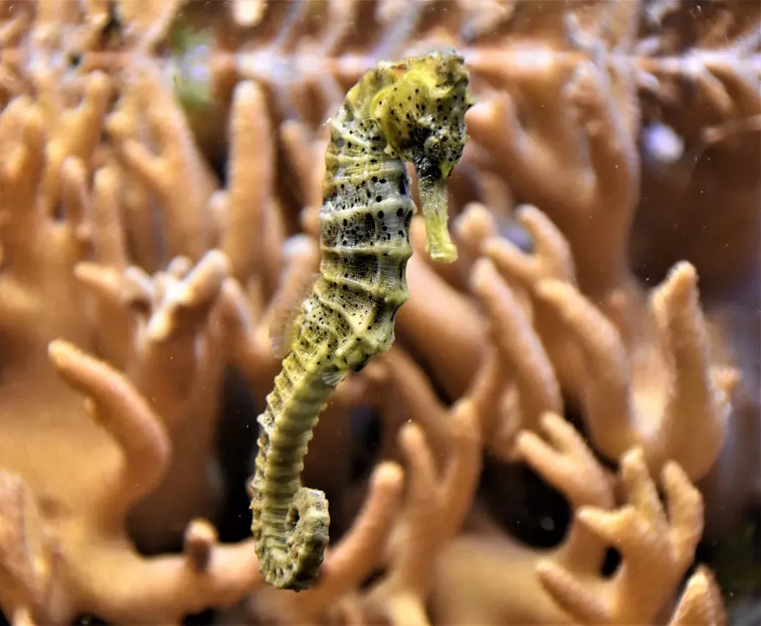 5. The Seahorse: The Ocean's Quiet Transformer (Image Credits: Unsplash)