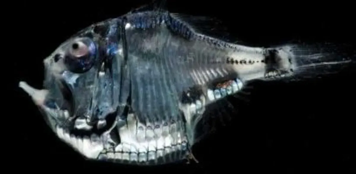 The Hatchetfish: Master of Light Camouflage (Image Credits: Source: https://images.saymedia-content.com/)