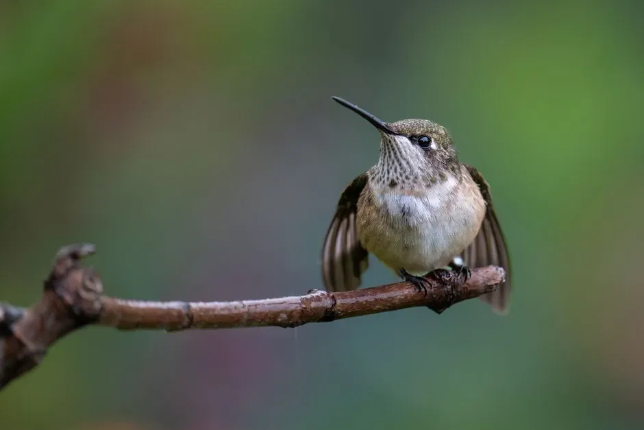 1. The Sharp Territorial Chirp: The First Warning Shot (Image Credits: Pexels)