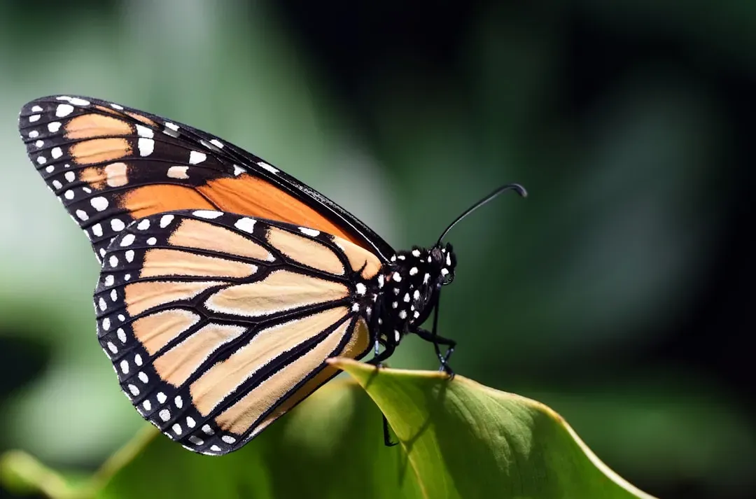 The Troubling Decline And Conservation Efforts (Image Credits: Unsplash)