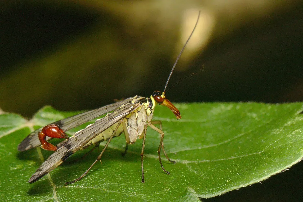 Scorpio: The Scorpion Fly (Image Credits: Pixabay)