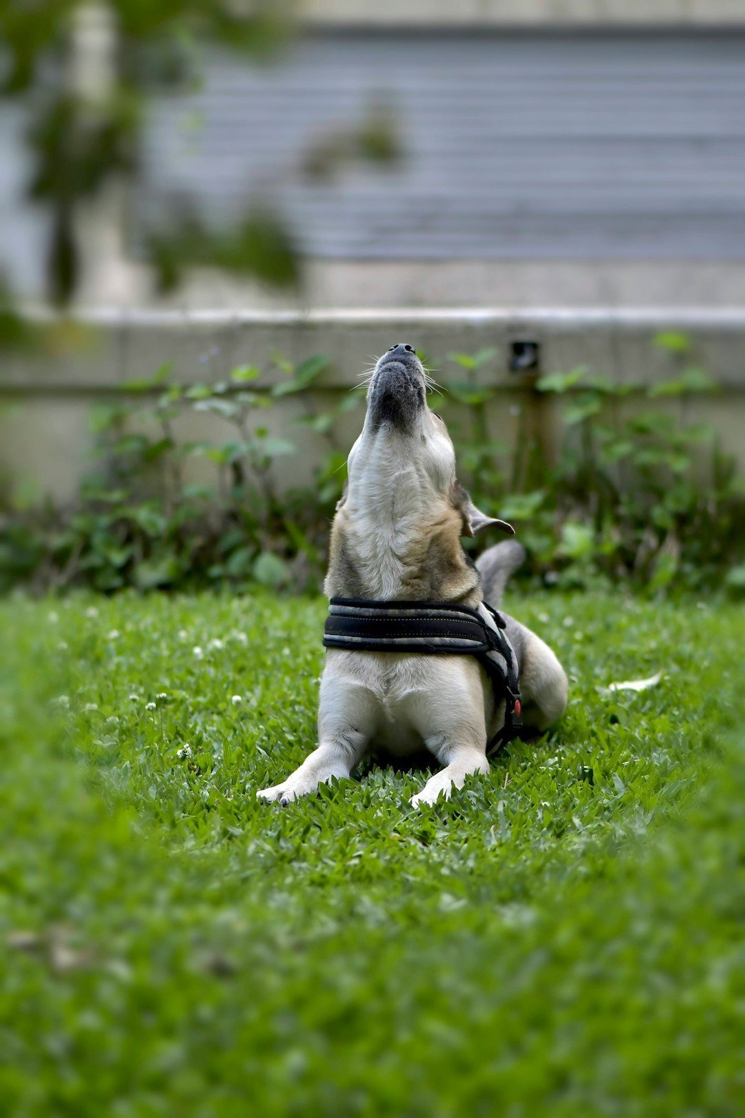 Inconsistent Training and Mixed Signals (Image Credits: Unsplash)