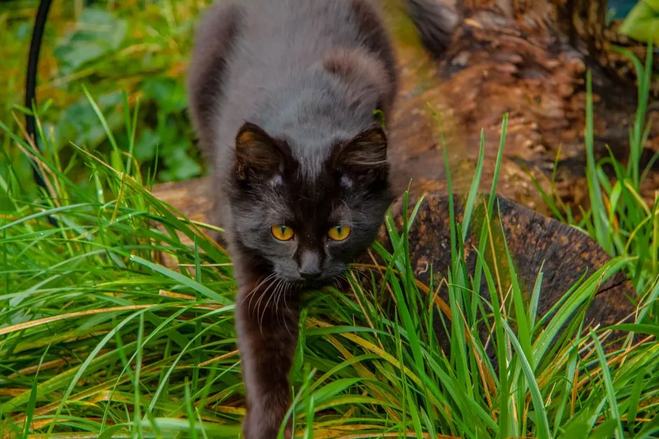 Instinctual Hunting Behavior: The Silent Stalkers (Image Credits: Pexels)