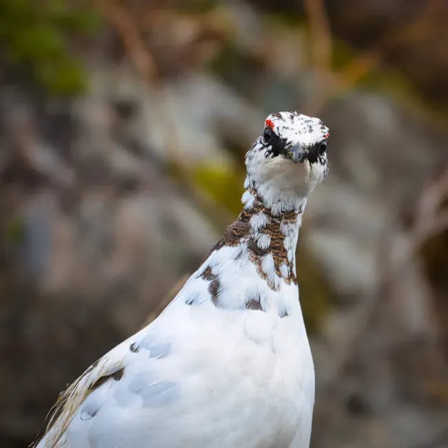 6. The Willow Ptarmigan: A Cartoon Character Escaped into the Wild (Image Credits: Pexels)