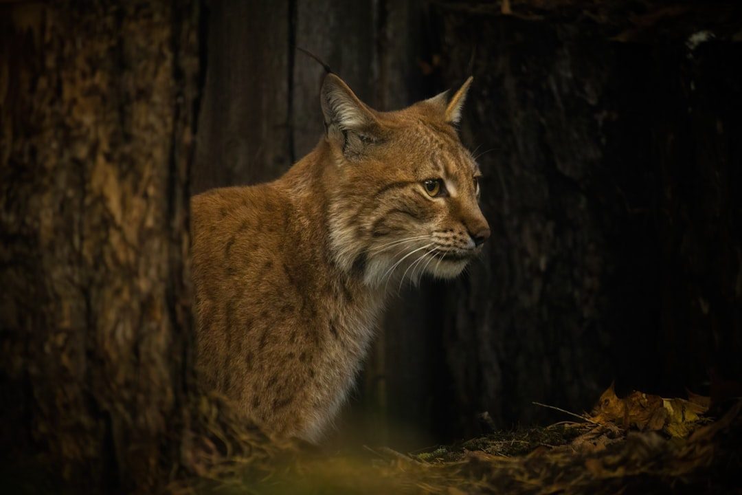 The Swift Lynx: Specialized Hunter (Image Credits: Unsplash)