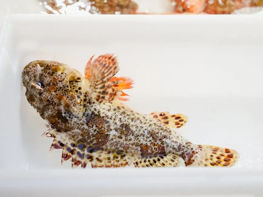 The Deepwater Sculpin: The Bottom-Crawler with Extraordinarily Sensitive Eyes (Image Credits: Pexels)
