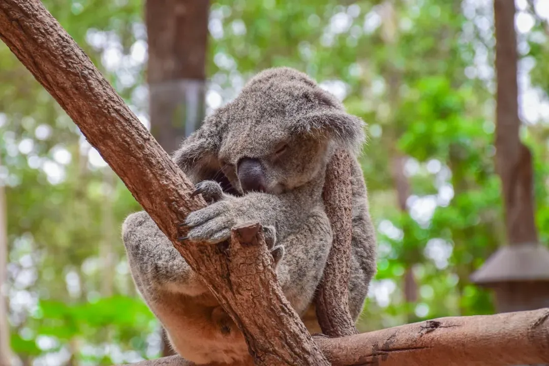 Reading the Trees: How Koalas Decode Scent Messages (Image Credits: Unsplash)