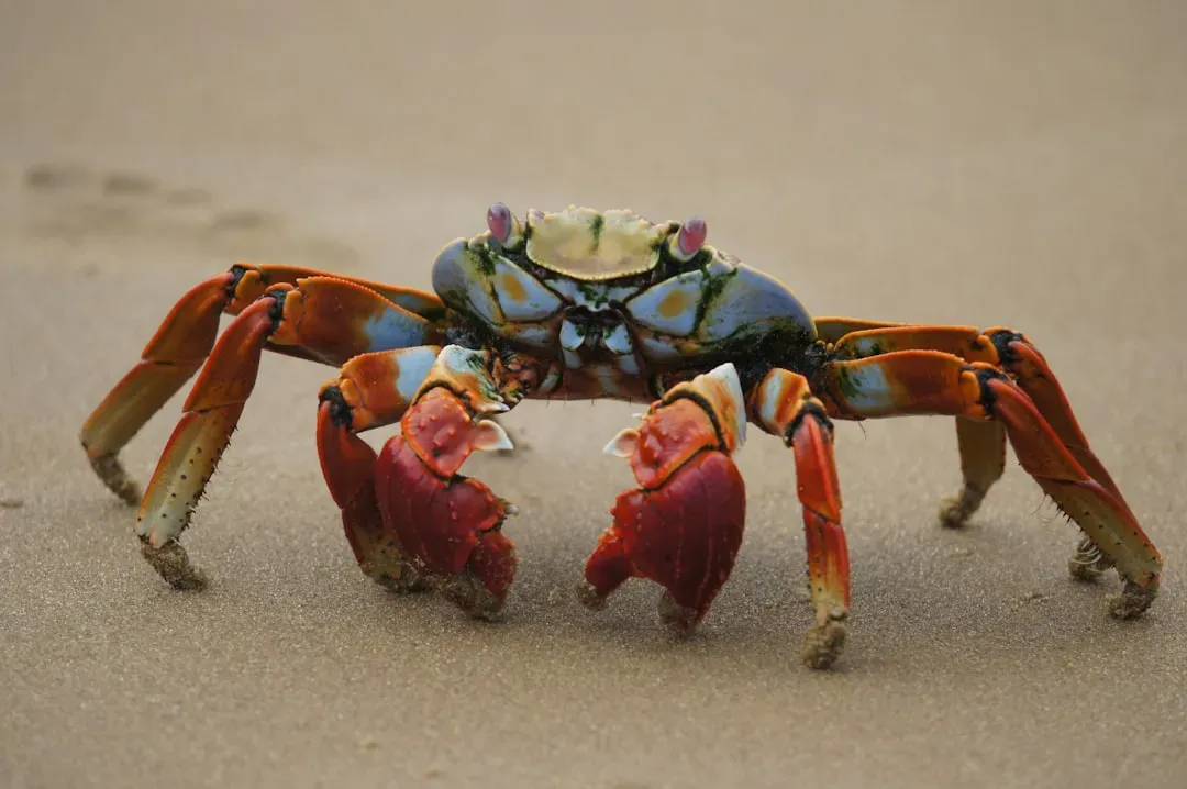 10. The Boxer Crab: Fighting With Sea Anemone Boxing Gloves (Image Credits: Unsplash)