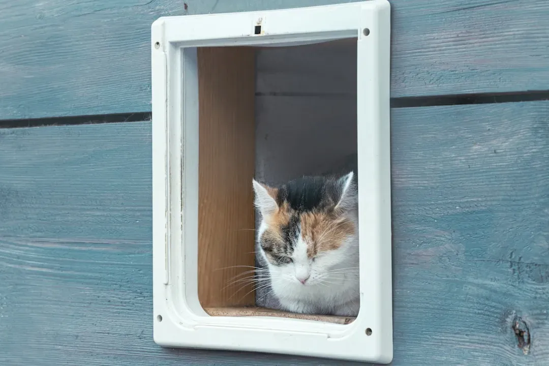 Design a Safe Haven Just for Your Cat (Image Credits: Unsplash)