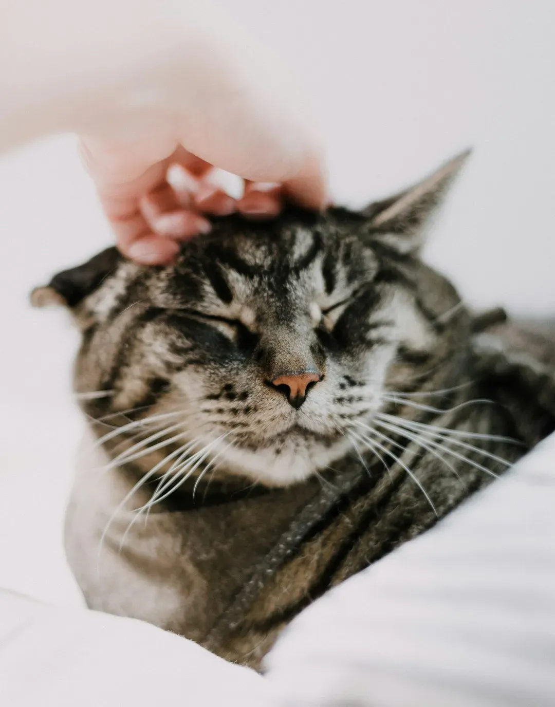 What Pet Owners Believe About Animal Emotions (Image Credits: Unsplash)