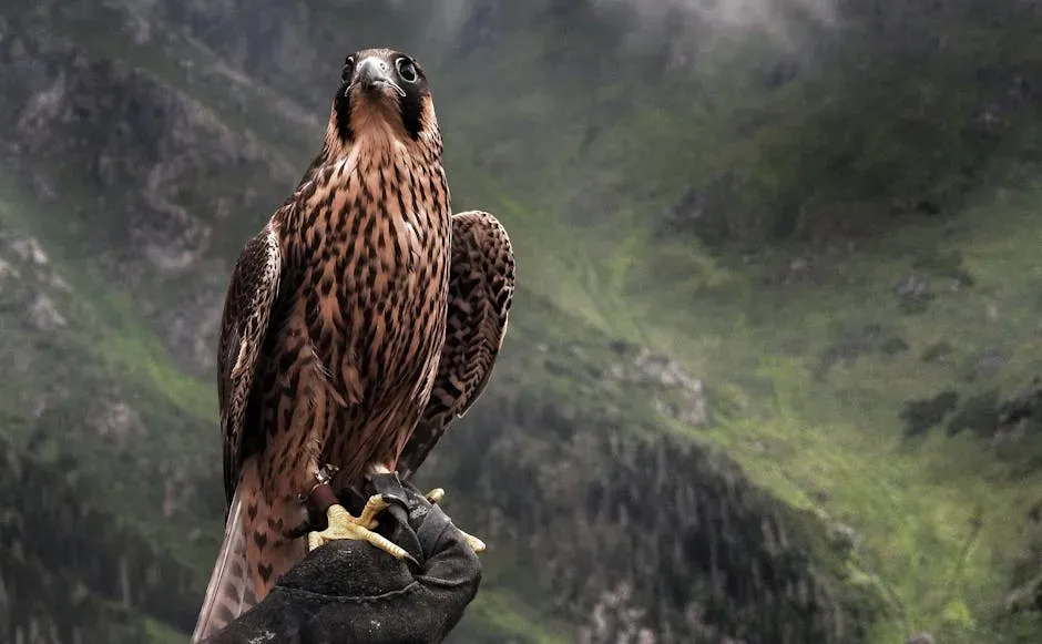 #10: Falcon Traits That Show Up in Your Daily Life (Image Credits: Pexels)