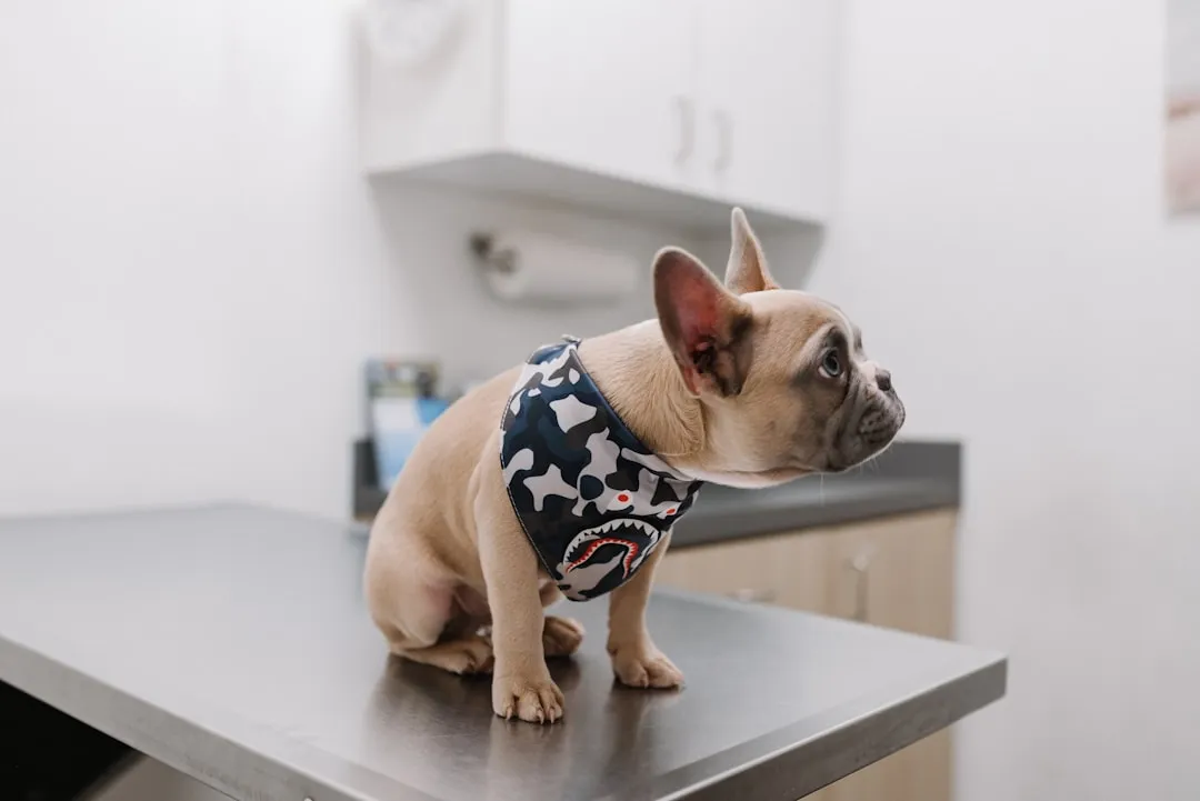 #11 - Bulldogs (English and French) (Image Credits: Unsplash)