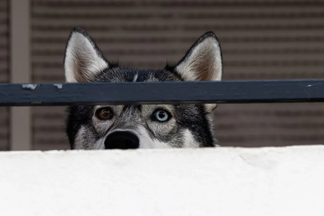 1. The Great Escape Artist Routine (Image Credits: Unsplash)
