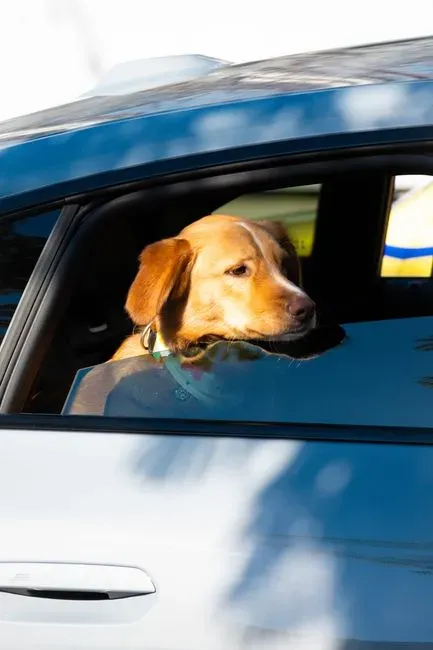 #17 - Weekly Car Rides as Low-Key Exposure (Image Credits: Pexels)