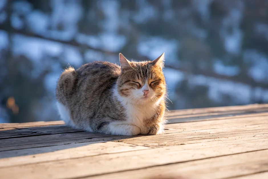 #6 - Heat-Seeking That Reveals Weight and Muscle Loss (Image Credits: Pexels)