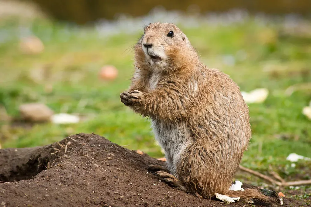 Their Burrows Are Engineering Masterpieces (Image Credits: Flickr)