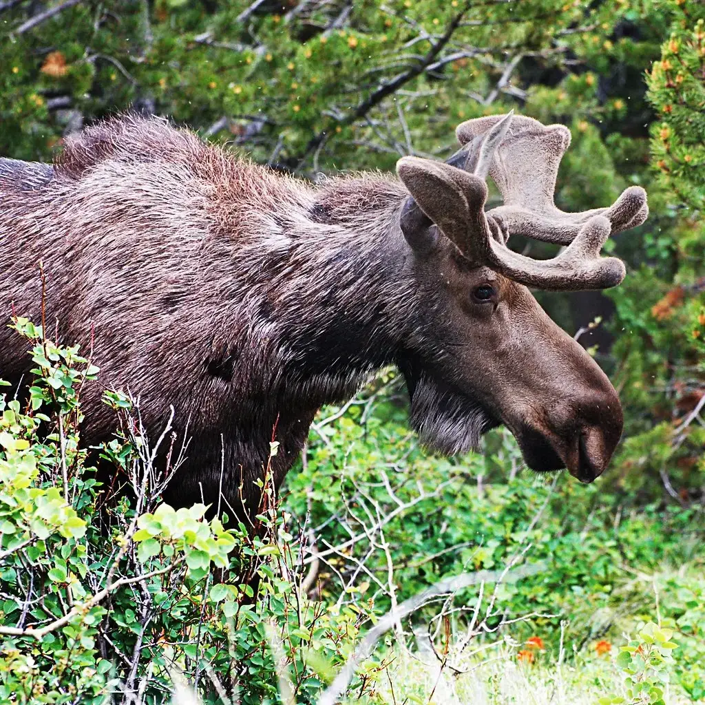 Montana: Big Sky, Big Predators (Image Credits: Flickr)