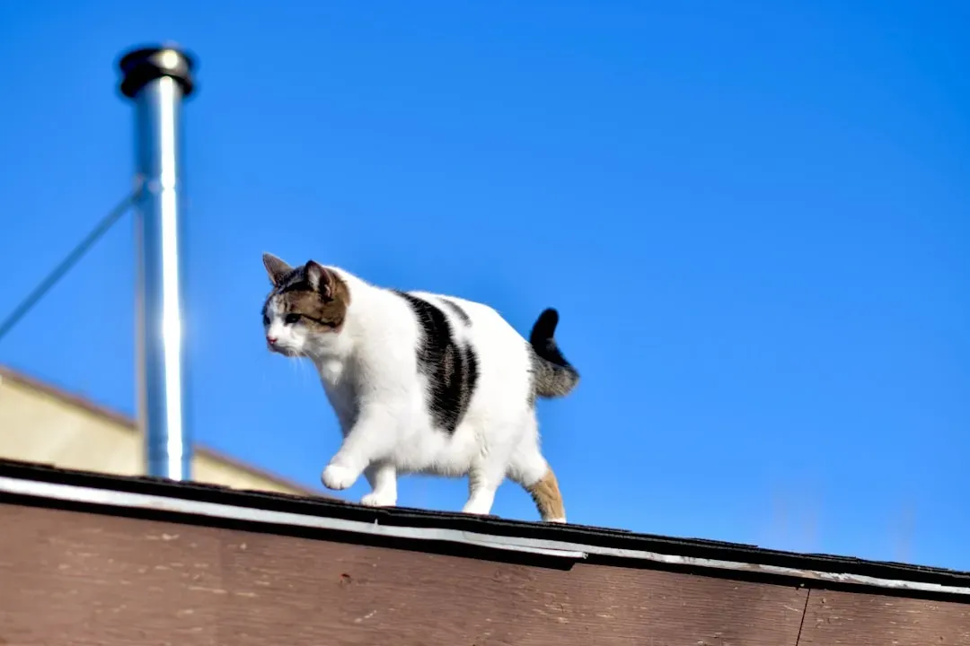 They Follow Quiet Movements Around the House (Image Credits: Unsplash)