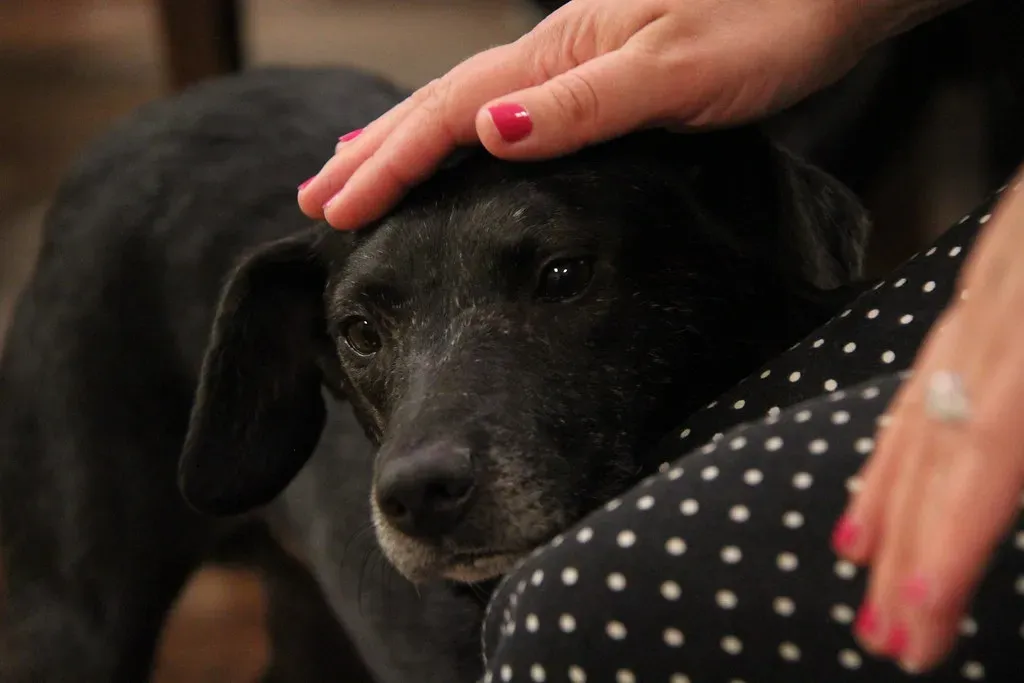 They Are Wonderful Companions for All Ages - Including Older Adults (Gamma Man, Flickr, CC BY 2.0)