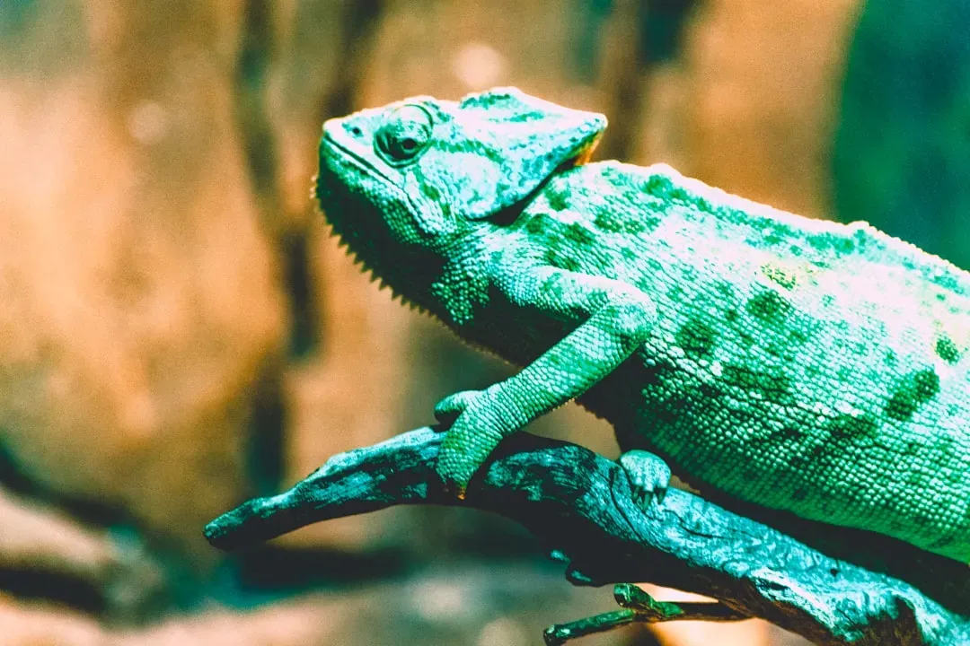 #1: Color Change Is Not Really About Camouflage (Image Credits: Unsplash)