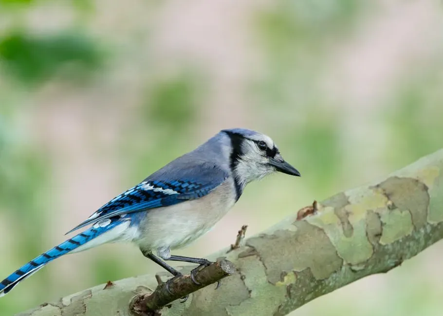They're Not Actually Blue (Image Credits: Pexels)