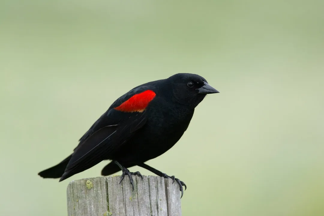 #17 - Red-winged Blackbirds Have Lost Their Marsh Strongholds (Image Credits: Unsplash)