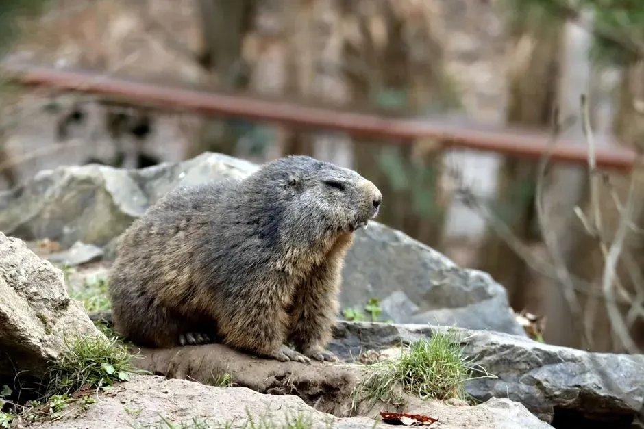 #1 - Their Hibernation Biology Could Change Human Medicine (Image Credits: Pexels)